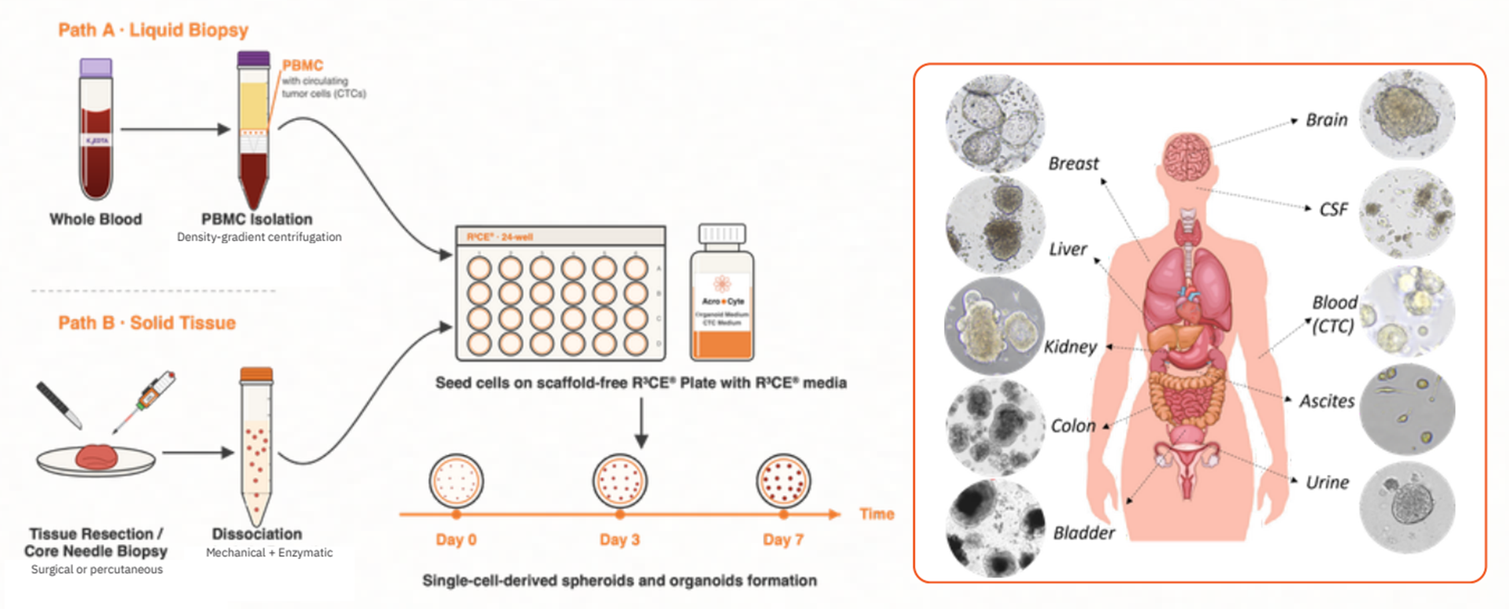 AcroCyte 3D 培養結果